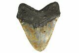 Beastly, Fossil Megalodon Tooth - Huge NC Meg #298799-2